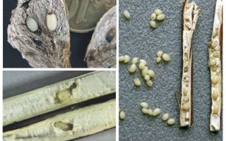 Burdock larvae - where to find it