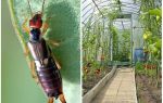 How to deal with dvuvostokami (earwigs) in the greenhouse