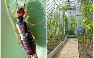 How to deal with dvuvostokami (earwigs) in the greenhouse