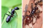 How much does an ant live?