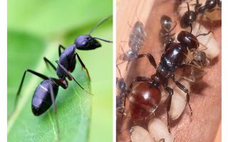 How much does an ant live?