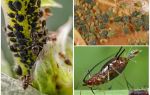 How does aphid appear on plants