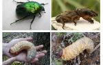 What is the difference between the larvae of the bear and the may beetle