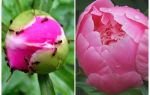 How to process peonies from ants, folk remedies