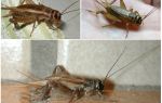 Description and photos of crickets