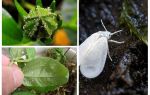 How to get rid of the whitefly on indoor flowers