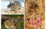 The lifespan of mice