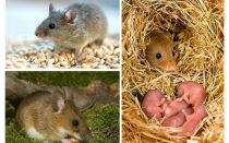 The lifespan of mice