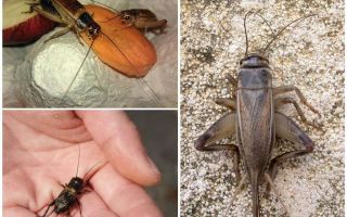 What do crickets do and how they sing