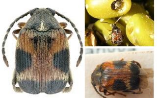 Four-spotted weevil