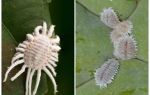 How to get rid of mealybug on indoor plants