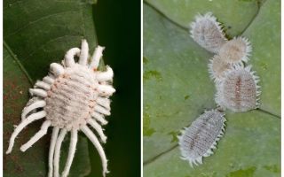How to get rid of mealybug on indoor plants