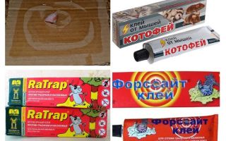 Glue for rats and mice