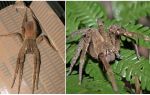Description and photo spider tramps