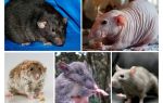 Rat species