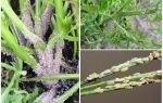 How to get rid of aphids on carrots