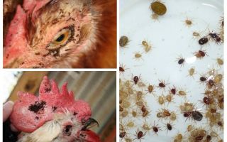 How to deal with folk methods with fleas in chickens