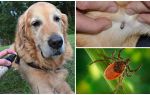 Sprays for dogs against ticks and fleas