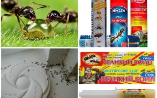 How to destroy ants and anthill