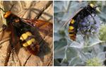 Description and photos of giant wasps