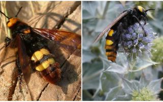 Description and photos of giant wasps