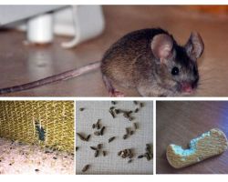 How to deal with mice in the apartment