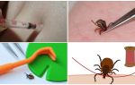 Is it possible to crush a tick with your fingers