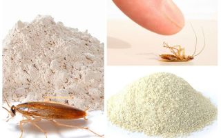 Cockroach Powders: Types and How to Use Them
