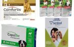 How to get rid of fleas in dogs, the most effective means of fleas