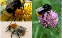 What does a bumblebee look like?