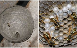 How and what wasps make nests