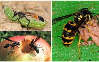 What wasps eat