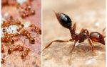 How to get rid of small red ants in an apartment