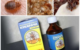 Cucaracha remedy for bedbugs