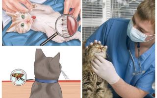 How to get rid of fleas in a cat or cat at home