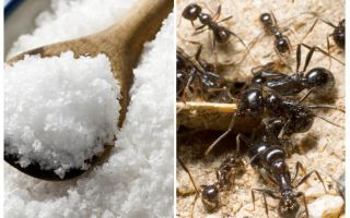 Salt against ants in the garden