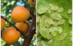 How to get rid of aphids on apricot