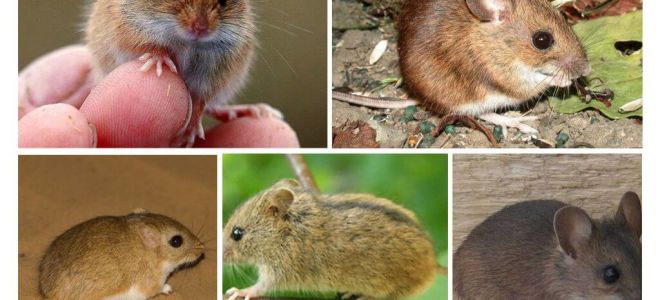 Kinds and types of mice