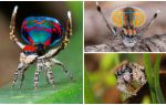 Description and photo of the peacock spider