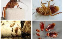 How cockroaches look, their photos, types and description