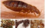 How bedbugs spread