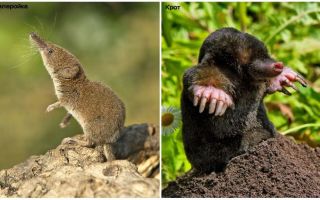 How to distinguish a shrew from a mole