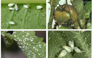 Methods of dealing with whitefly on tomatoes in the greenhouse
