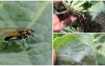 How to deal with a cabbage fly and its larvae
