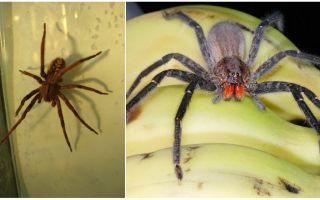 Spiders in bananas in Russia