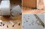 How to get rid of ants in a private house folk remedies