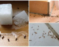 How to get rid of ants in a private house folk remedies