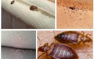 How and what to starve bugs at home