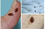What and how to treat the room from bedbugs