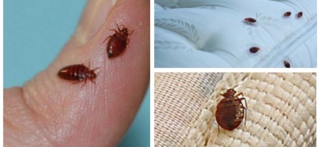 How to get rid of bedbugs and cockroaches
